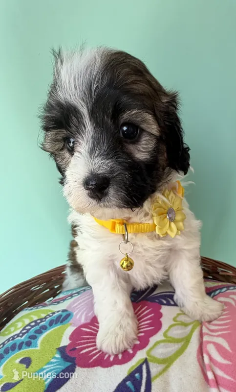 Lainey’s Green Boy with video – Maltipoo puppy for sale in Eatonton, GA