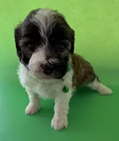 Lainey’s Green Boy with video, a female Maltipoo for sale in Eatonton, GA – Photo 6 of 8