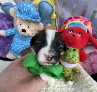 Lainey’s Green Boy, a female Maltipoo for sale in Eatonton, GA – Photo 8 of 10