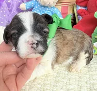 Lainey’s Green Boy, a female Maltipoo for sale in Eatonton, GA – Photo 5 of 10