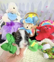 Lainey’s Green Boy, a female Maltipoo for sale in Eatonton, GA – Photo 10 of 10