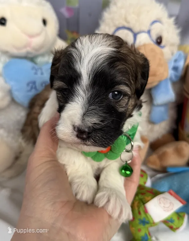 Lainey’s Green Boy