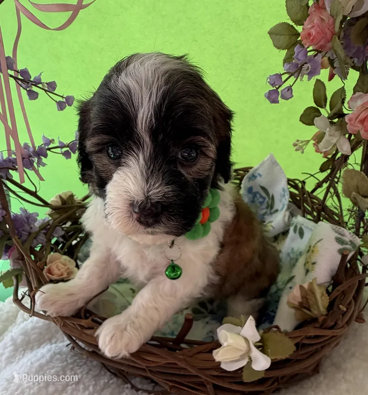 Lainey’s Green Boy with video – Maltipoo puppy for sale in Eatonton, GA
