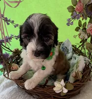 Lainey’s Green Boy with video, a female Maltipoo for sale in Eatonton, GA – Photo 1 of 8