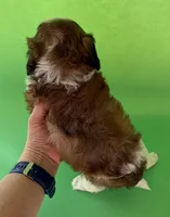 Lainey’s Green Boy with video, a female Maltipoo for sale in Eatonton, GA – Photo 7 of 8