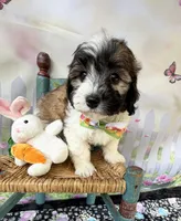 Lainey’s Green Boy with video, a female Maltipoo for sale in Eatonton, GA – Photo 6 of 8