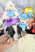 Lainey’s Green Boy, a female Maltipoo for sale in Eatonton, GA – Photo 7 of 10