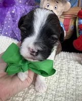 Lainey’s Green Boy, a female Maltipoo for sale in Eatonton, GA – Photo 6 of 10