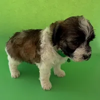 Lainey’s Green Boy with video, a female Maltipoo for sale in Eatonton, GA – Photo 5 of 8