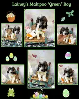 Lainey’s Green Boy with video, a female Maltipoo for sale in Eatonton, GA – Photo 7 of 8