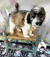 Lainey’s Green Boy with video, a female Maltipoo for sale in Eatonton, GA – Photo 5 of 8