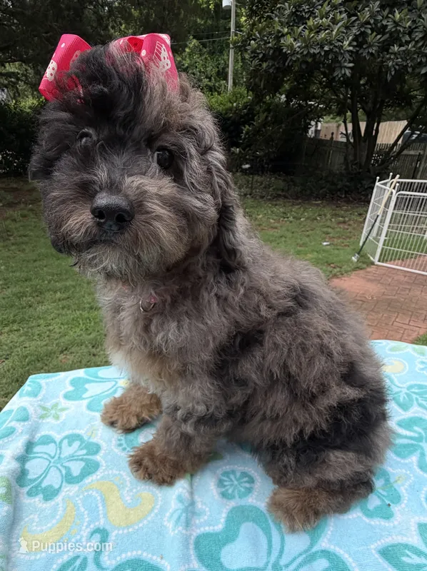 Gabby’s Merle Girl. Reduced! – Miniature Bernedoodle puppy for sale in Eatonton, GA