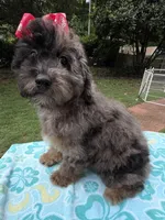 Gabby’s Merle Girl. Reduced!, a female Miniature Bernedoodle for sale in Eatonton, GA – 1 of 7