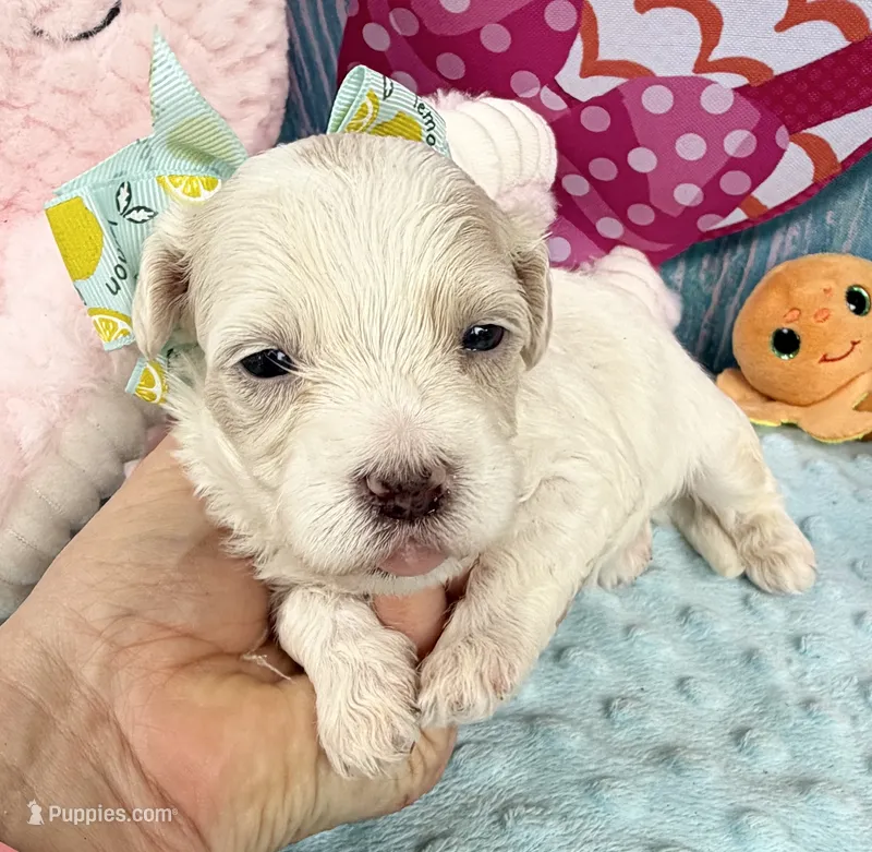 Jellybean’s Apricot/White Boy – Maltipoo puppy for sale in Eatonton, GA