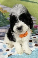 Hailey’s Orange Boy, a male Cavapoo for sale in Eatonton, GA – 3 of 9