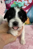 Jellybean’s Bl/Wh Parti, a female Maltipoo for sale in Eatonton, GA – 4 of 9