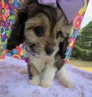 Peaches’ Purple Girl, a female Cavapoo for sale in Eatonton, GA – Photo 3 of 8
