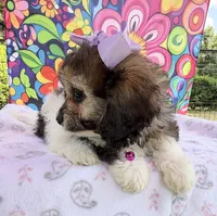 Peaches’ Purple Girl, a female Cavapoo for sale in Eatonton, GA – Photo 6 of 8