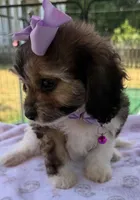Peaches’ Purple Girl, a female Cavapoo for sale in Eatonton, GA – Photo 7 of 8
