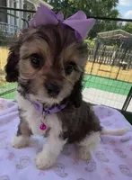 Peaches’ Purple Girl, a female Cavapoo for sale in Eatonton, GA – Photo 5 of 8