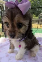 Peaches’ Purple Girl, a female Cavapoo for sale in Eatonton, GA – Photo 4 of 8