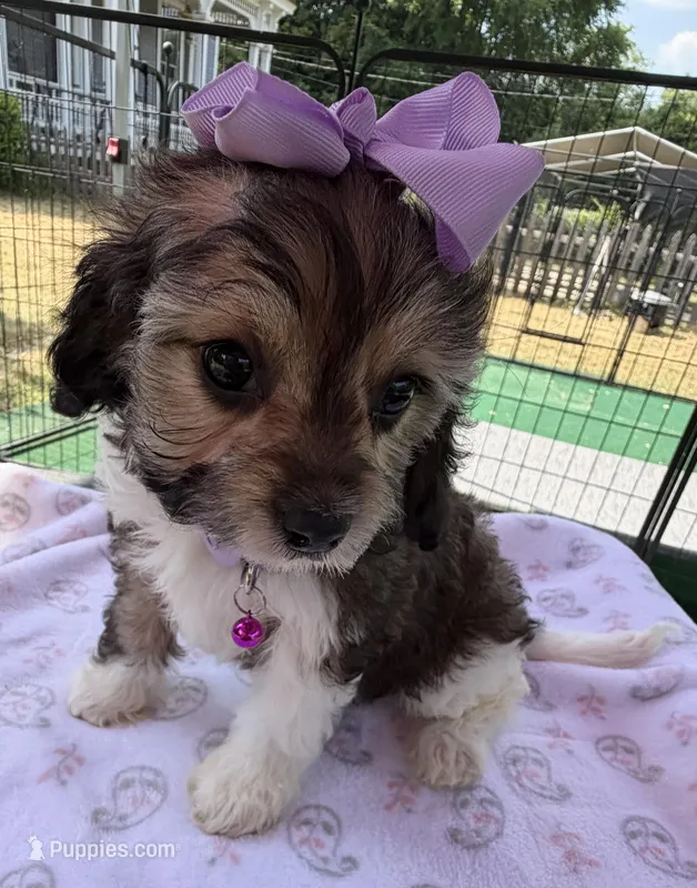 Peaches’ Purple Girl – Cavapoo puppy for sale in Eatonton, GA