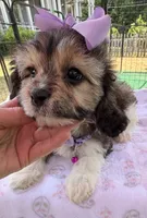 Peaches’ Purple Girl, a female Cavapoo for sale in Eatonton, GA – Photo 8 of 8