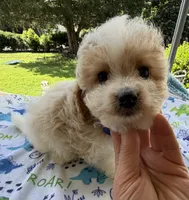 Hailey’s Tiny Blue , a female Cavapoo for sale in Eatonton, GA – 3 of 8