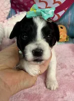 Jellybean’s Bl/Wh Parti, a female Maltipoo for sale in Eatonton, GA – 2 of 9