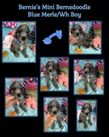 Bernie’s Blue Merle Boy, a male Miniature Bernedoodle for sale in Eatonton, GA – 9 of 9
