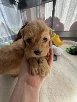 Autumn’s Brown Boy w/Video!, a male Cavapoo for sale in Eatonton, GA – Photo 6 of 8