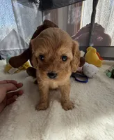 Autumn’s Brown Boy w/Video!, a male Cavapoo for sale in Eatonton, GA – Photo 2 of 8