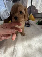 Autumn’s Brown Boy w/Video!, a male Cavapoo for sale in Eatonton, GA – Photo 3 of 8