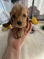 Autumn’s Brown Boy w/Video!, a male Cavapoo for sale in Eatonton, GA – Photo 5 of 8