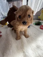 Autumn’s Brown Boy w/Video!, a male Cavapoo for sale in Eatonton, GA – Photo 4 of 8