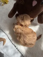 Autumn’s Brown Boy w/Video!, a male Cavapoo for sale in Eatonton, GA – Photo 7 of 8