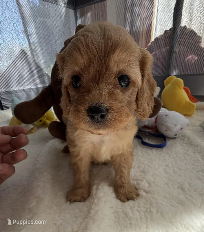 Autumn’s Brown Boy w/Video! – Cavapoo puppy for sale in Eatonton, GA