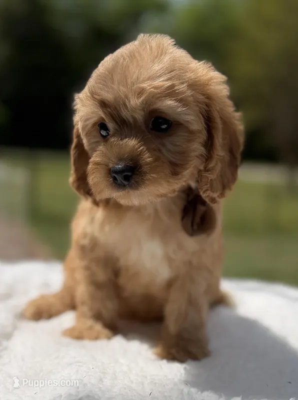 Autumn’s Brown Boy w/Video! – Cavapoo puppy for sale in Eatonton, GA