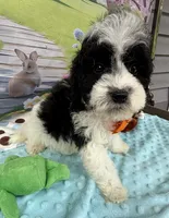 Hailey’s Orange Boy, a male Cavapoo for sale in Eatonton, GA – 7 of 9