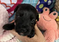 Jellybean’s Black/Sable Boy, a male Maltipoo for sale in Eatonton, GA – 3 of 9