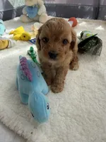 Autumn’s Blue Boy with Video, a male Cavapoo for sale in Eatonton, GA – Photo 5 of 9