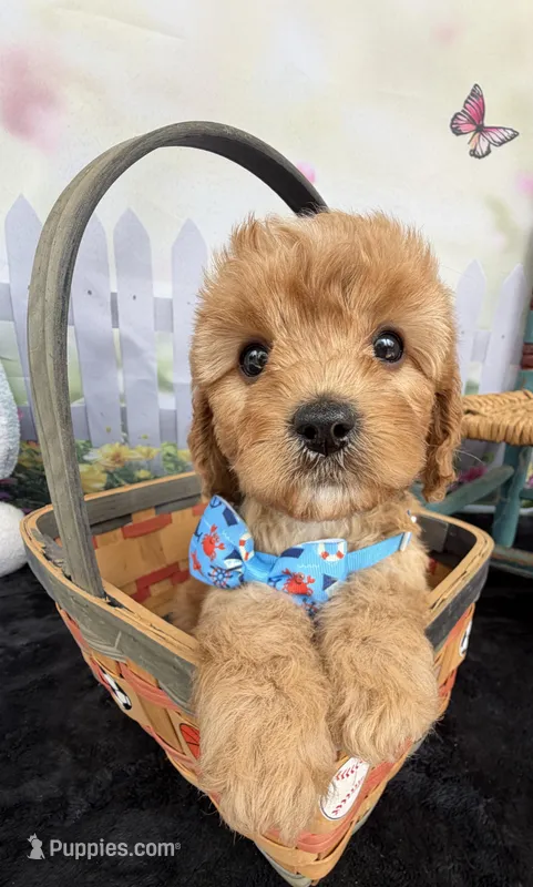 Autumn’s Blue Boy with Video – Cavapoo puppy for sale in Eatonton, GA
