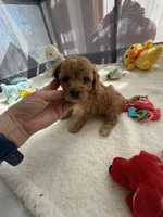 Autumn’s Blue Boy with Video, a male Cavapoo for sale in Eatonton, GA – Photo 8 of 9