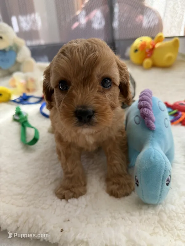 Autumn’s Blue Boy with Video – Cavapoo puppy for sale in Eatonton, GA