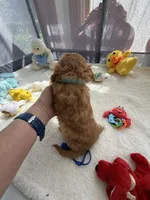 Autumn’s Blue Boy with Video, a male Cavapoo for sale in Eatonton, GA – Photo 7 of 9