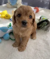 Autumn’s Blue Boy with Video, a male Cavapoo for sale in Eatonton, GA – Photo 3 of 9