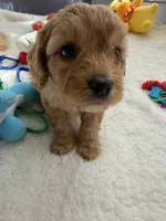 Autumn’s Blue Boy with Video, a male Cavapoo for sale in Eatonton, GA – Photo 4 of 9