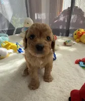 Autumn’s Blue Boy with Video, a male Cavapoo for sale in Eatonton, GA – Photo 2 of 9