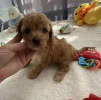 Autumn’s Blue Boy with Video, a male Cavapoo for sale in Eatonton, GA – Photo 6 of 9