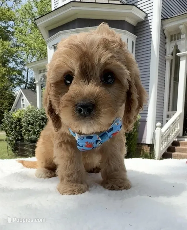 Autumn’s Blue Boy with Video – Cavapoo puppy for sale in Eatonton, GA
